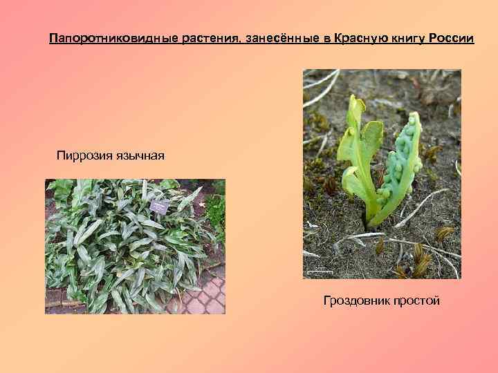 Папоротниковидные растения, занесённые в Красную книгу России Пиррозия язычная Гроздовник простой 