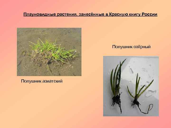 Плауновидные растения, занесённые в Красную книгу России Полушник озёрный Полушник азиатский 