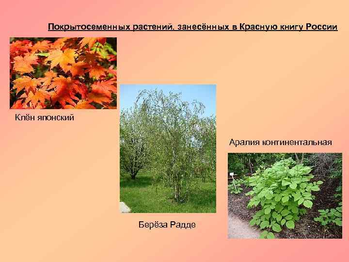 Покрытосеменных растений, занесённых в Красную книгу России Клён японский Аралия континентальная Берёза Радде 
