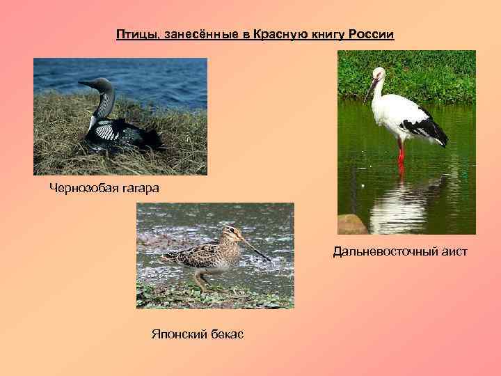 Птицы, занесённые в Красную книгу России Чернозобая гагара Дальневосточный аист Японский бекас 