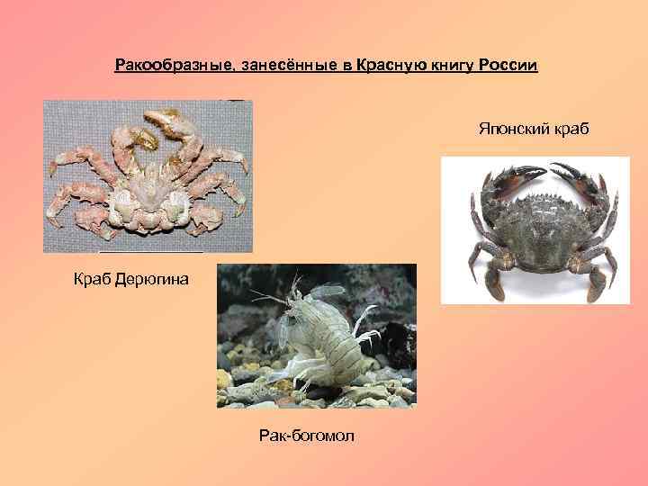 Ракообразные, занесённые в Красную книгу России Японский краб Краб Дерюгина Рак-богомол 