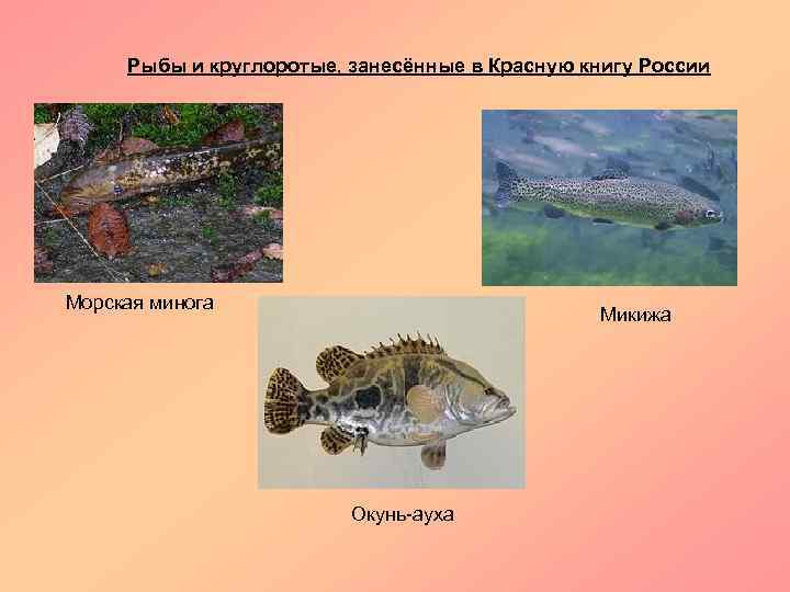 Рыбы и круглоротые, занесённые в Красную книгу России Морская минога Микижа Окунь-ауха 