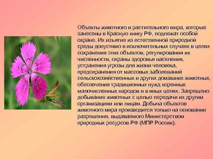 Объекты животного и растительного мира, которые занесены в Красную книгу РФ, подлежат особой охране.