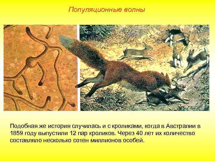 Популяционные волны Подобная же история случилась и с кроликами, когда в Австралии в 1859