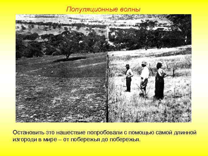 Популяционные волны Остановить это нашествие попробовали с помощью самой длинной изгороди в мире –