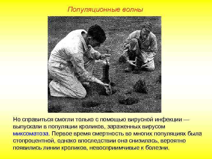 Популяционные волны Но справиться смогли только с помощью вирусной инфекции — выпускали в популяции