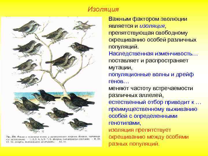 Изоляция Важным фактором эволюции является и изоляция, препятствующая свободному скрещиванию особей различных популяций. Наследственная