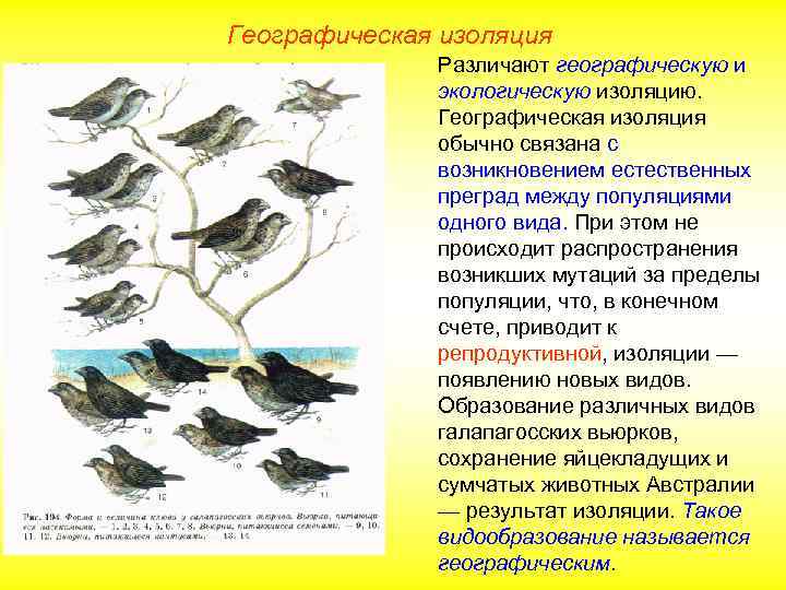 Географическая изоляция Различают географическую и экологическую изоляцию. Географическая изоляция обычно связана с возникновением естественных