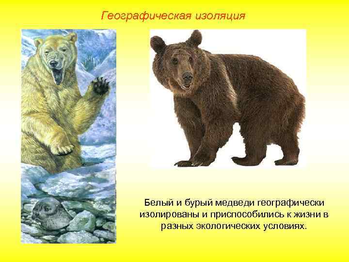 Географическая изоляция Белый и бурый медведи географически изолированы и приспособились к жизни в разных