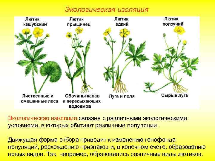 Экологическая изоляция связана с различными экологическими условиями, в которых обитают различные популяции. Движущая форма
