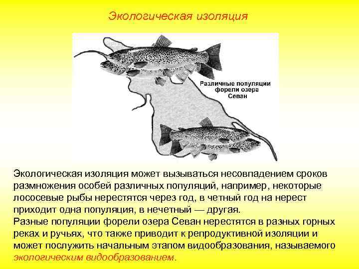 Экологическая изоляция может вызываться несовпадением сроков размножения особей различных популяций, например, некоторые лососевые рыбы