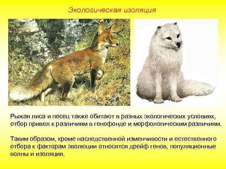 Экологическая изоляция Рыжая лиса и песец также обитают в разных экологических условиях, отбор привел