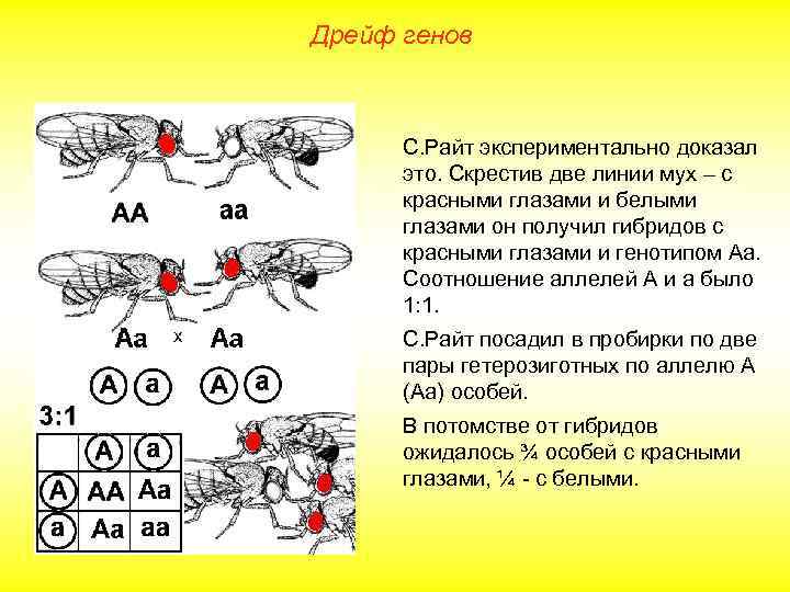 Дрейф генов С. Райт экспериментально доказал это. Скрестив две линии мух – с красными