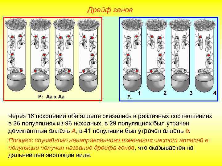 Дрейф генов Через 16 поколений оба аллеля оказались в различных соотношениях в 26 популяциях