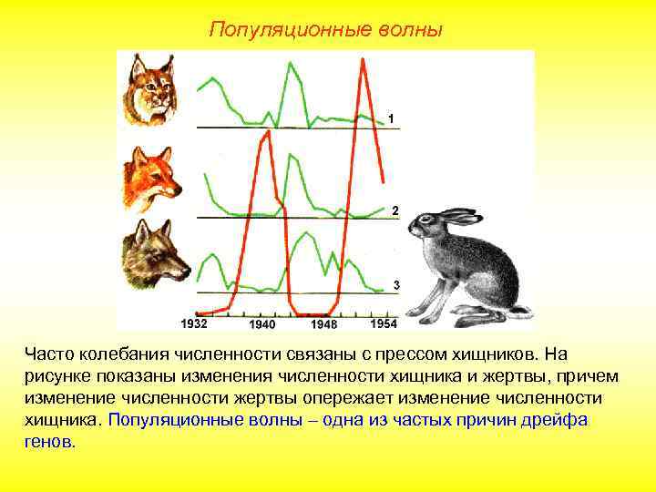 Популяционные волны Часто колебания численности связаны с прессом хищников. На рисунке показаны изменения численности