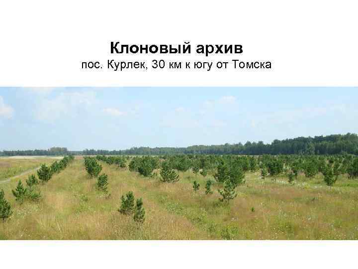 Клоновый архив пос. Курлек, 30 км к югу от Томска 