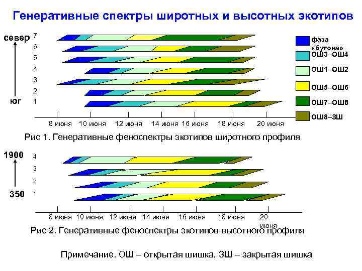 Генеративные спектры широтных и высотных экотипов север 7 5 фаза «бутона» ОШ 3–ОШ 4