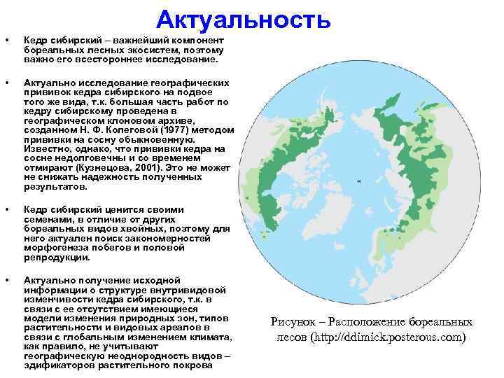 Актуальность • Кедр сибирский – важнейший компонент бореальных лесных экосистем, поэтому важно его всестороннее