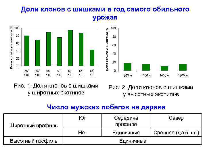 Доли клонов с шишками в год самого обильного урожая Рис. 1. Доля клонов с