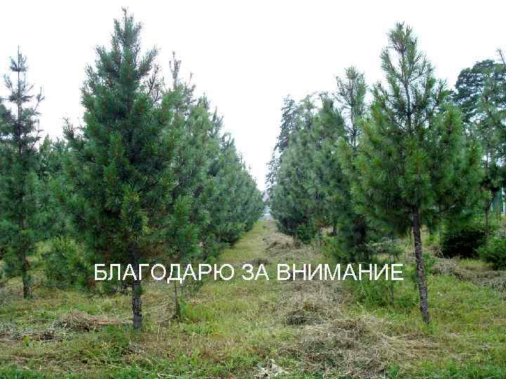 БЛАГОДАРЮ ЗА ВНИМАНИЕ 