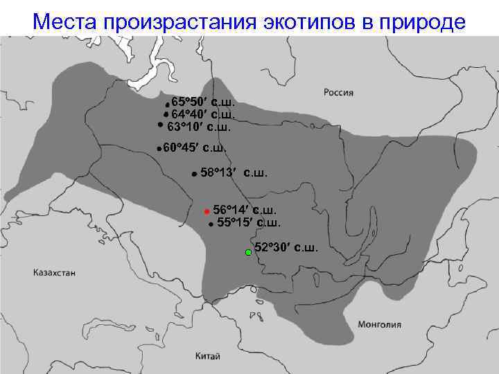 Места произрастания экотипов в природе 65 50 с. ш. 64 40 с. ш. 63