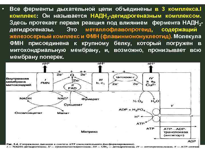 Комплексы цпэ