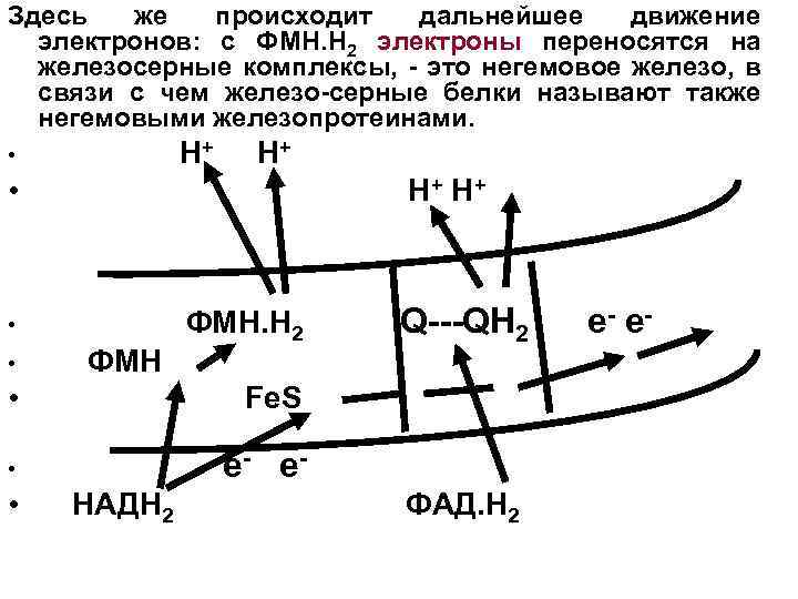 Здесь же происходит дальнейшее движение электронов: с ФМН. H 2 электроны переносятся на железосерные