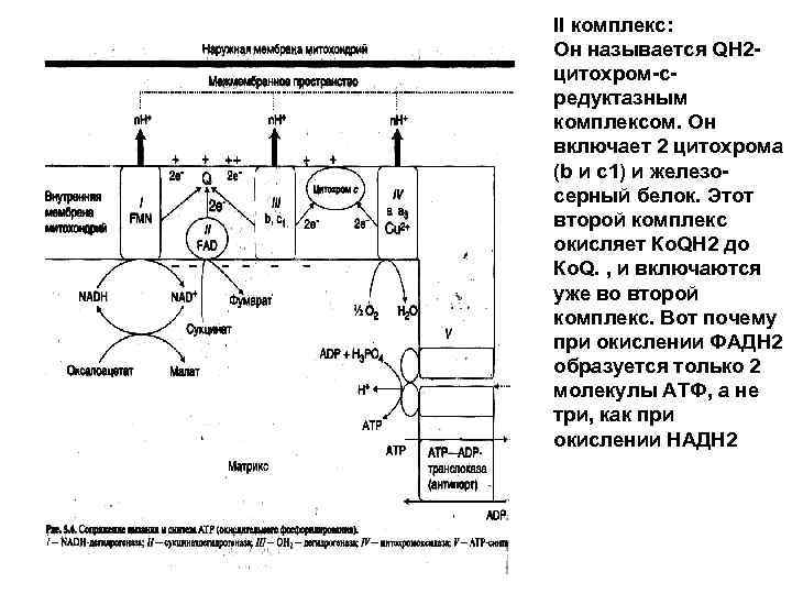 Схема редуктазной цепи окисления в микросомах