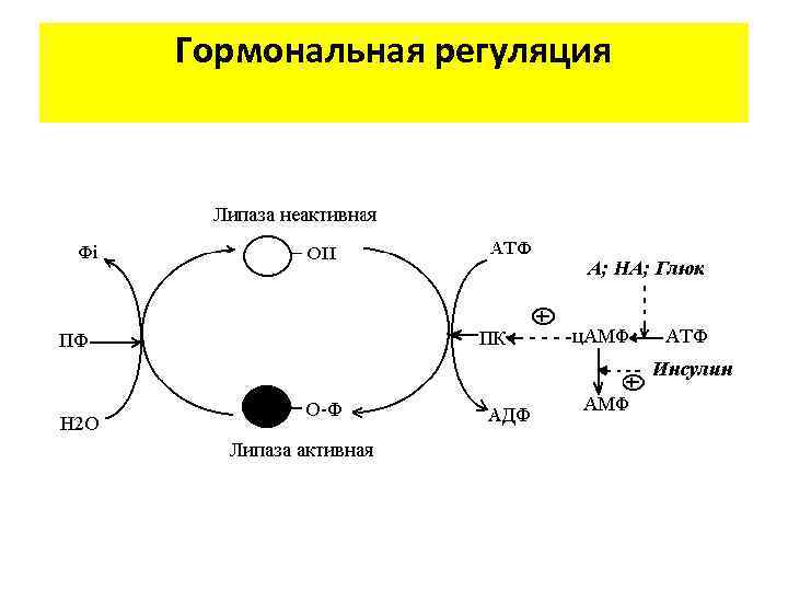 Гормональная регуляция 