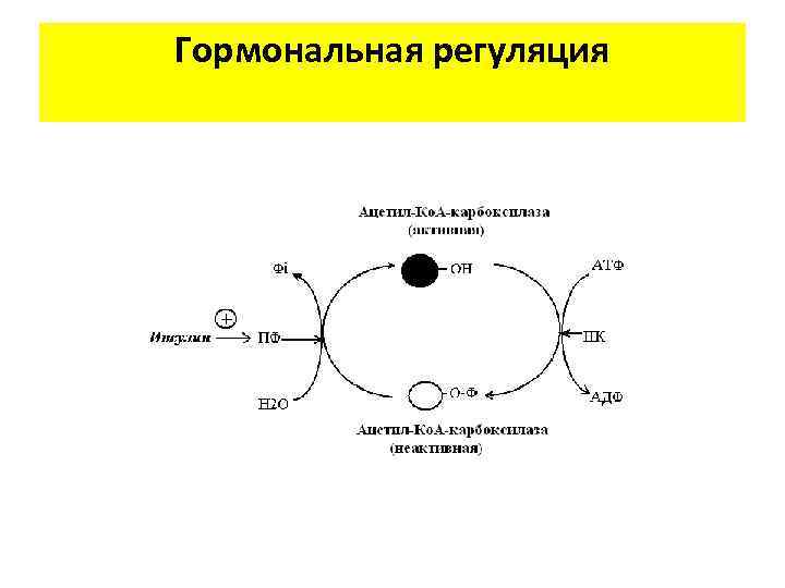 Гормональная регуляция 