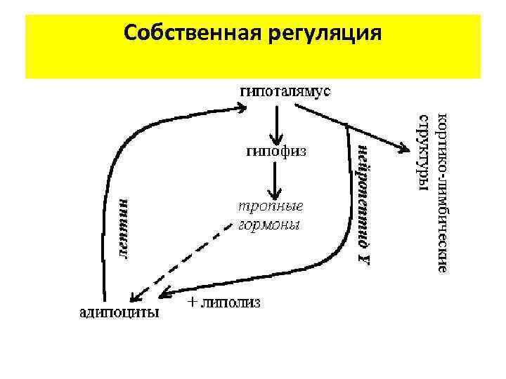 Собственная регуляция 