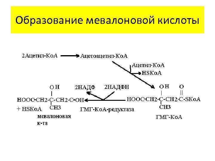 Образование мевалоновой кислоты 