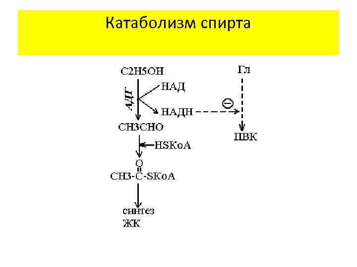 Катаболизм спирта 