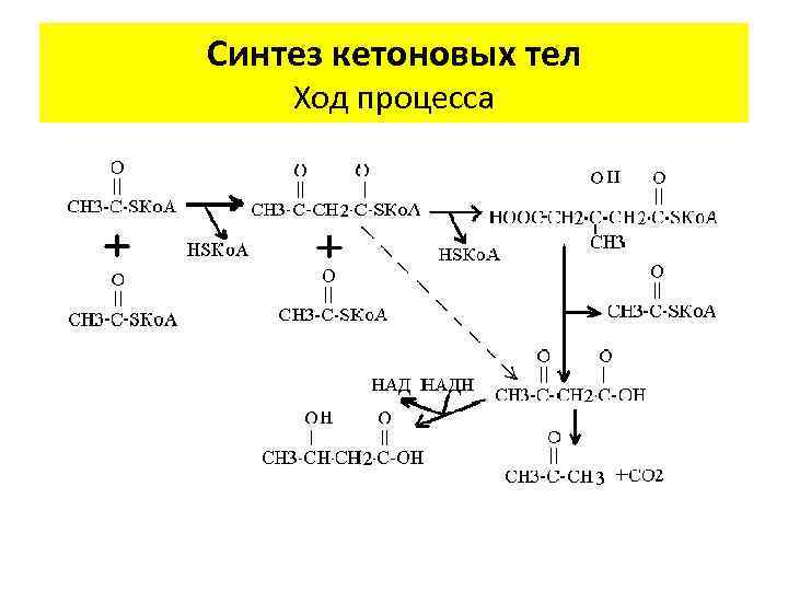 Синтез кетоновых тел Ход процесса 