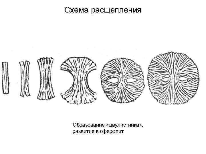 Схема расщепления Образование «двулистника» , развитие в сферолит 