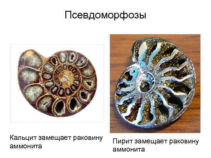 Псевдоморфозы Кальцит замещает раковину аммонита Пирит замещает раковину аммонита 