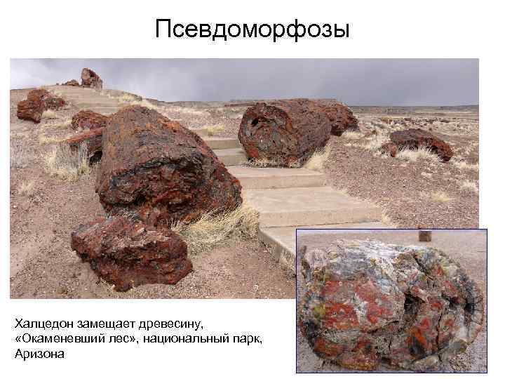 Псевдоморфозы Халцедон замещает древесину, «Окаменевший лес» , национальный парк, Аризона 