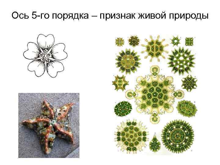 Ось 5 -го порядка – признак живой природы 