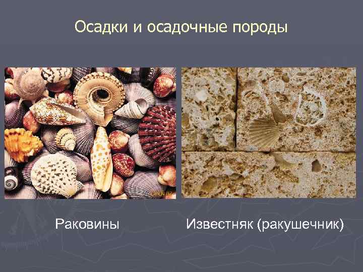 Осадки и осадочные породы Раковины Известняк (ракушечник) 