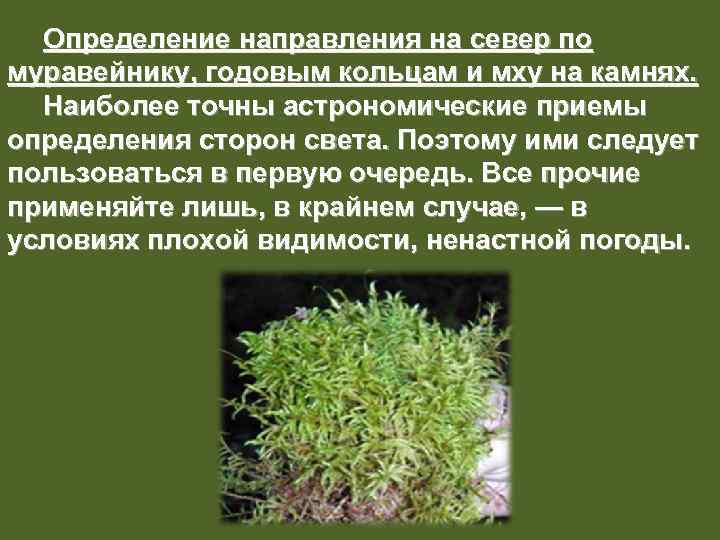 Определение направления на север по муравейнику, годовым кольцам и мху на камнях. Наиболее точны