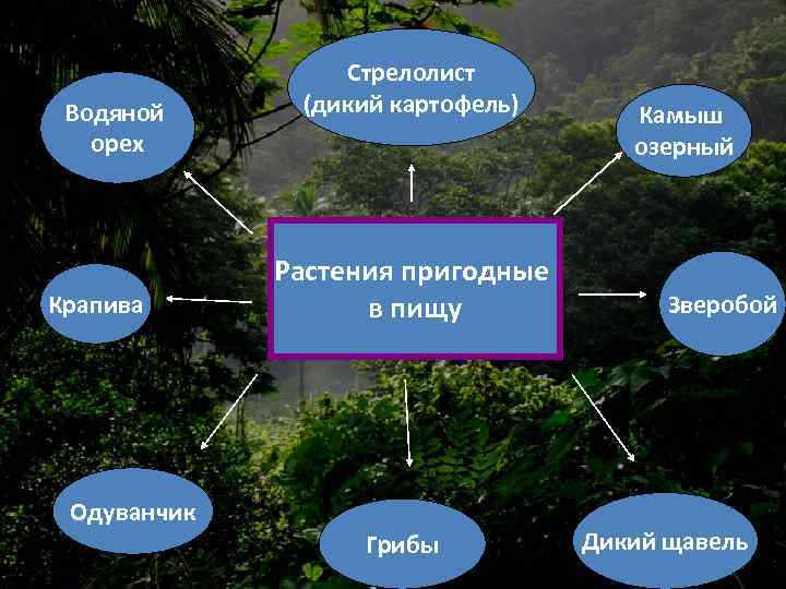 Водяной орех Крапива Стрелолист (дикий картофель) Растения пригодные в пищу Одуванчик Грибы Камыш озерный
