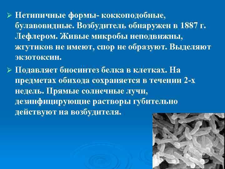 Нетипичные формы- коккоподобные, булавовидные. Возбудитель обнаружен в 1887 г. Лефлером. Живые микробы неподвижны, жгутиков