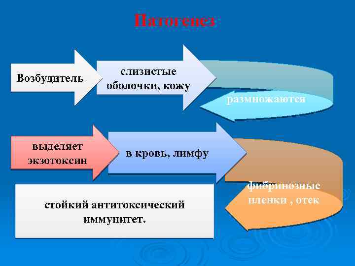 Патогенез Возбудитель слизистые оболочки, кожу размножаются выделяет экзотоксин в кровь, лимфу стойкий антитоксический иммунитет.