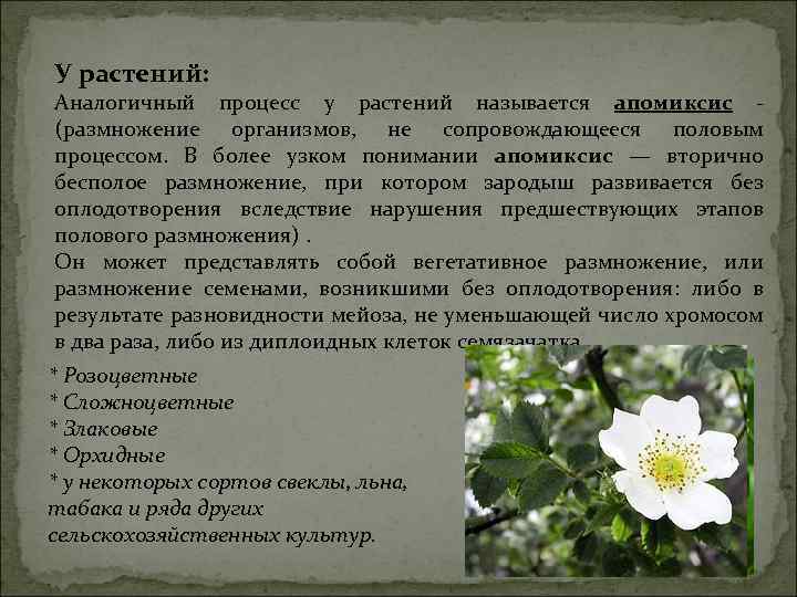 У растений: Аналогичный процесс у растений называется апомиксис (размножение организмов, не сопровождающееся половым процессом.