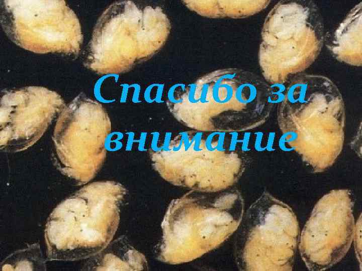 Спасибо за внимание 