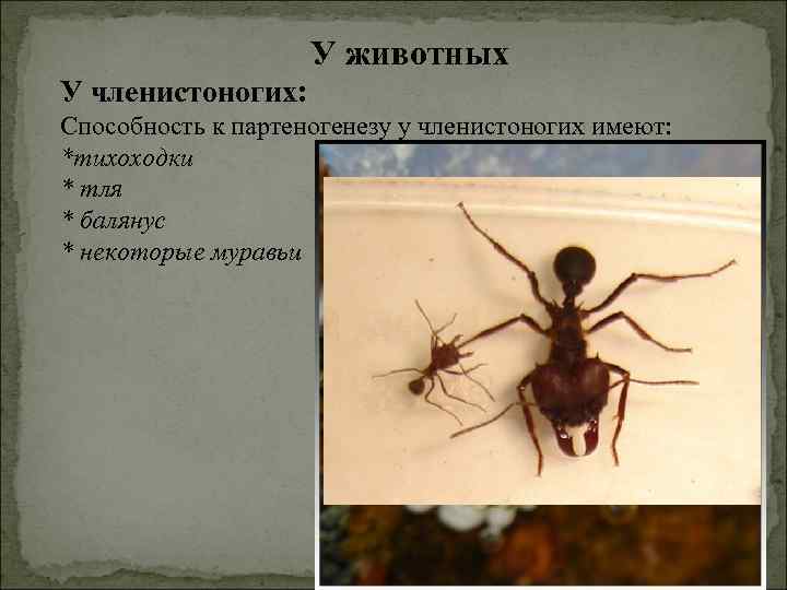 У животных У членистоногих: Способность к партеногенезу у членистоногих имеют: *тихоходки * тля *