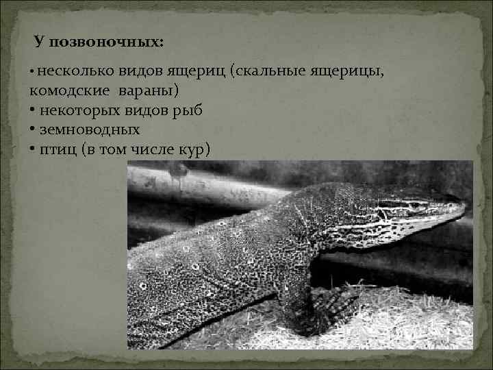 У позвоночных: • несколько видов ящериц (скальные ящерицы, комодские вараны) • некоторых видов рыб