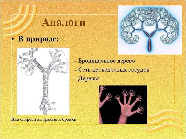 Аналоги • В природе: - Бронхиальное дерево - Сеть кровеносных сосудов - Деревья Вид