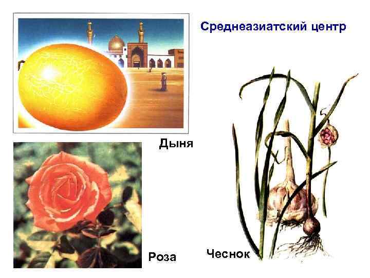 Среднеазиатский центр Дыня Роза Чеснок 