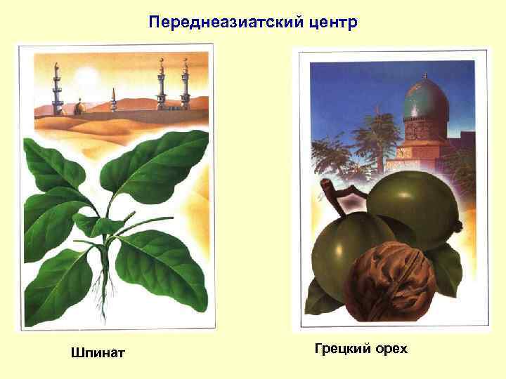 Переднеазиатский центр Шпинат Грецкий орех 